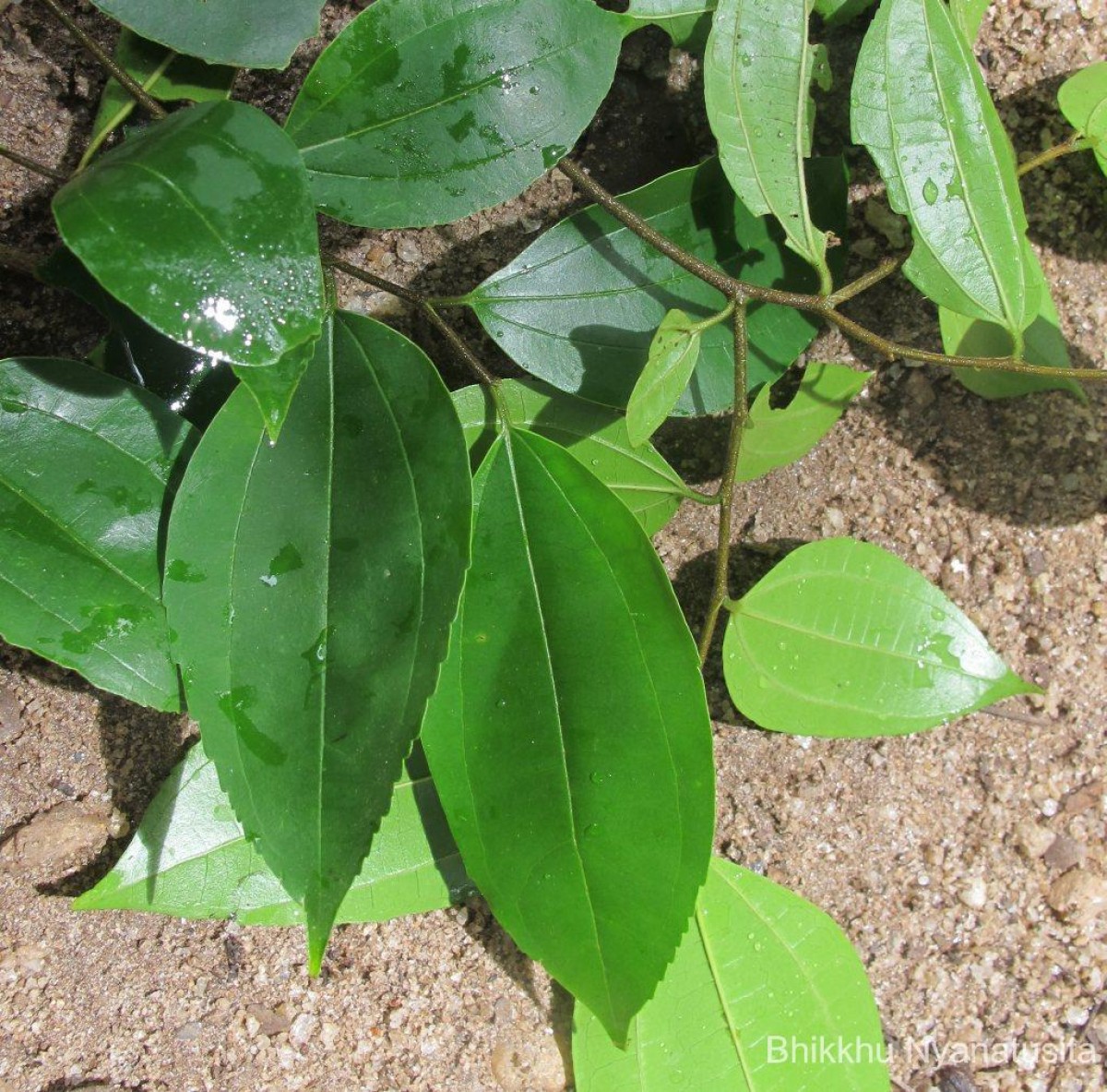 Celtis timorensis Span.